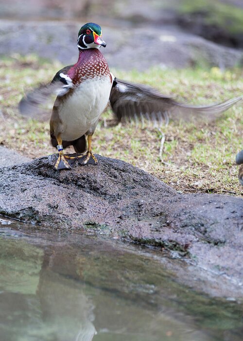 Duck Greeting Card featuring the photograph Wood Duck by Allan Morrison