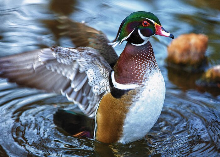 Wildlife Greeting Card featuring the photograph Wood Duck Flap by Bill and Linda Tiepelman