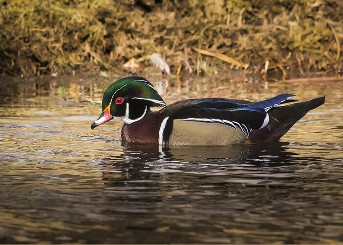Duck Greeting Card featuring the photograph Wood Duck by Janis Knight