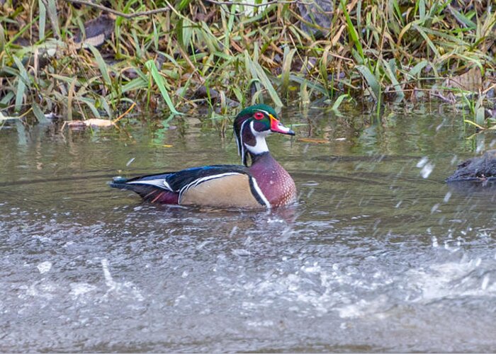 Wood Duck Greeting Card featuring the photograph Wood Duck by Jerry Cahill