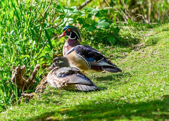 Wood Ducks Greeting Card featuring the photograph Wood Duck Pair by Jerry Cahill
