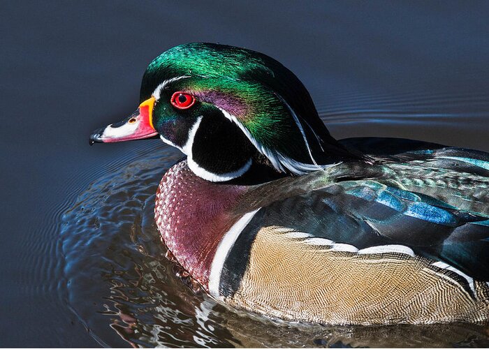 Aix Sponsa Greeting Card featuring the photograph Wood Duck Portrait by Dawn Key