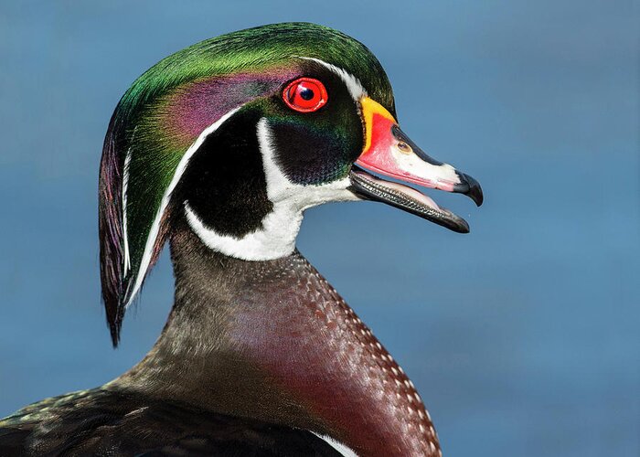 Wood Ducks Greeting Card featuring the photograph Wood Duck Portrait by Judi Dressler