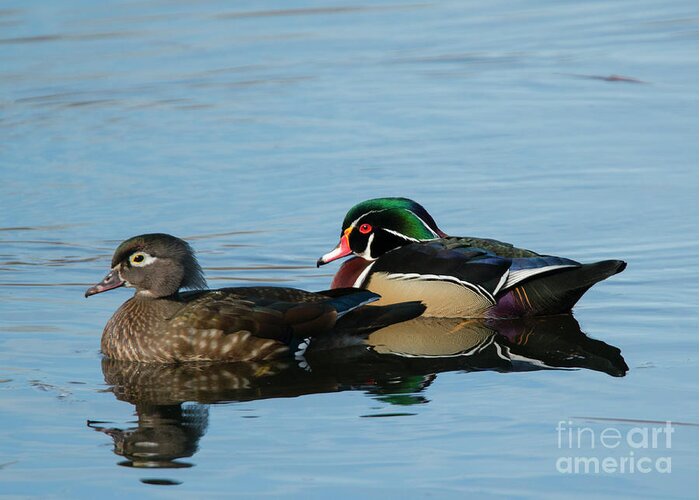Wood Duck Greeting Card featuring the photograph Wood Duck Reflections by Michael Dawson