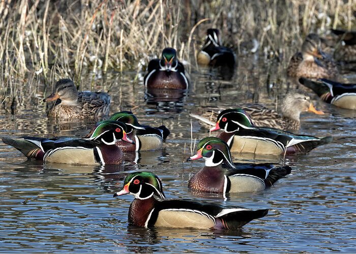Wood Ducks Greeting Card featuring the photograph Wood Ducks on the Mill Pond by Kathleen Bishop