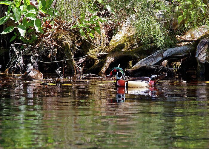 Wood Ducks Greeting Card featuring the photograph Wood Ducks Swimming by Sally Weigand