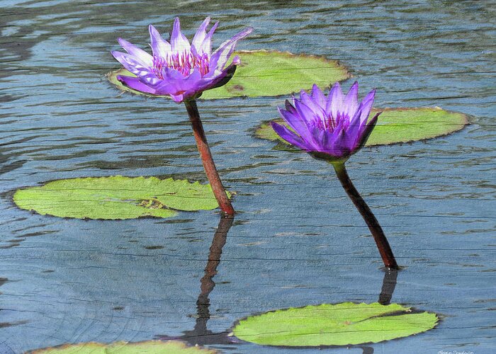 Water Lilies Greeting Card featuring the photograph Wood Enhanced Water Lilies by Rosalie Scanlon