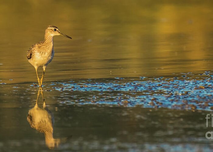 Nature Greeting Card featuring the photograph Wood sandpiper at sunset by Jivko Nakev
