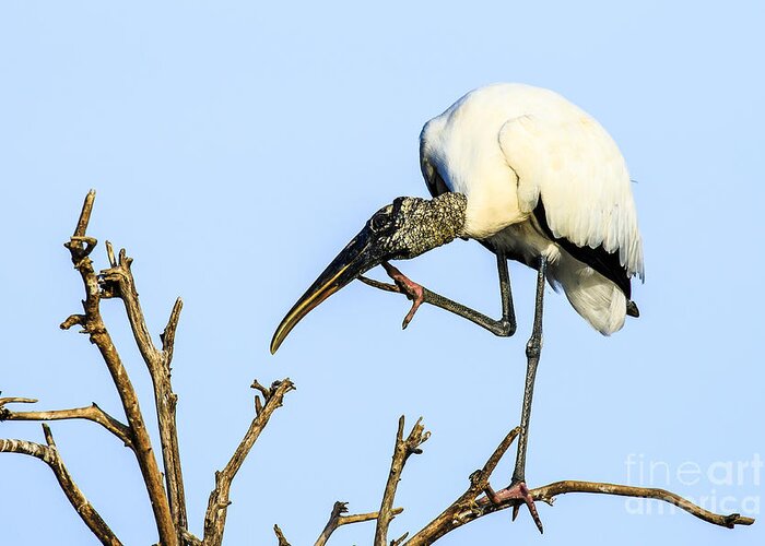 Wood Stork Greeting Card featuring the photograph Wood Stork 2 by Ben Graham