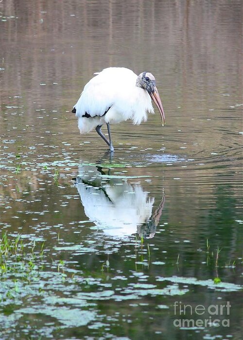 Wood Stork Greeting Card featuring the photograph Wood Stork Beauty by Carol Groenen