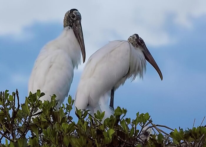 Wood Stork Greeting Card featuring the photograph Wood Stork Couple by Richard Goldman
