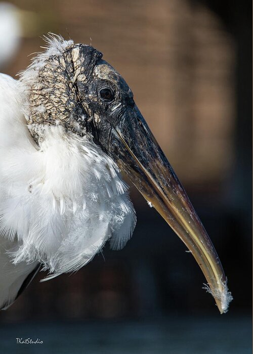 Wood Stork Greeting Card featuring the photograph Wood Stork by Tim Kathka