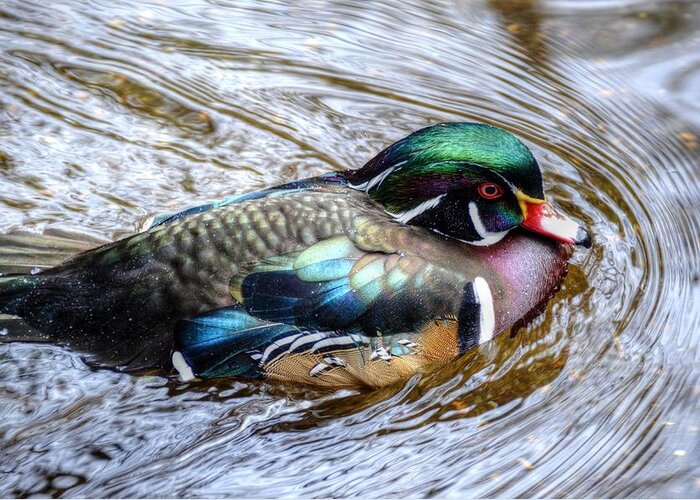 Woodduck Greeting Card featuring the photograph Woodduck portrait by Ronda Ryan