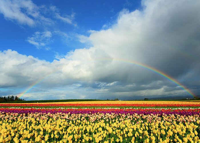 Rainbow Greeting Card featuring the photograph Wooden Shoe Rainbow by Patrick Campbell