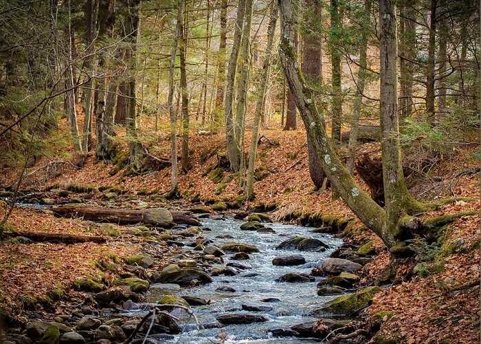 2015 Greeting Card featuring the photograph Woodland Brook by Richard Goldman