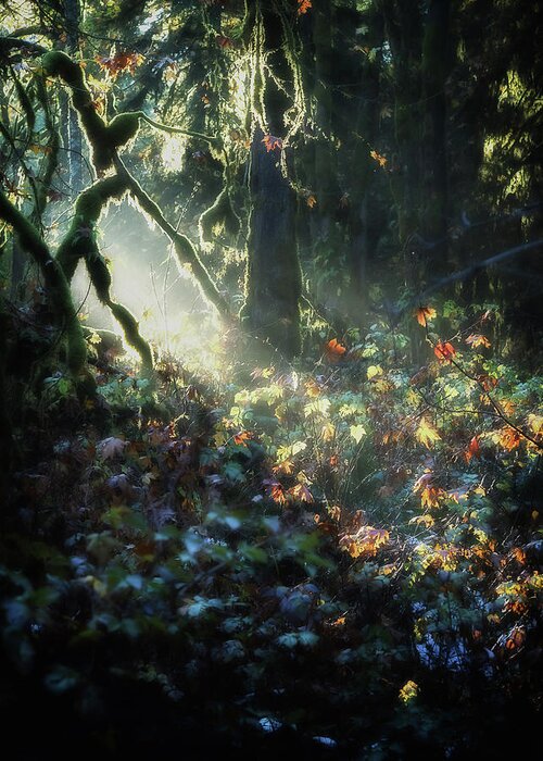 Forest Greeting Card featuring the photograph Woodland Mystery by Lynn Wohlers