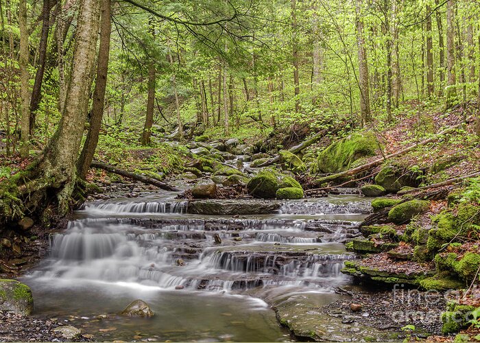 Stream Greeting Card featuring the photograph Woodland Tranquility by Rod Best