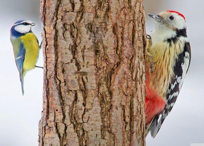 Woodpecker Greeting Card featuring the digital art Woodpecker by Maye Loeser