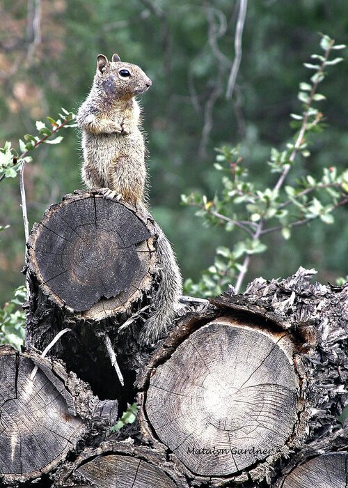 Squirrel Greeting Card featuring the photograph Woodpile Squirrel by Matalyn Gardner
