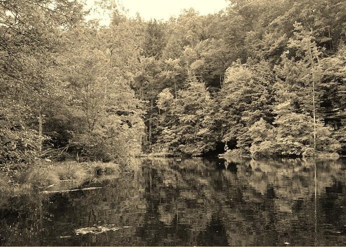 Lake Greeting Card featuring the photograph Woods Along the Lake Sepia by Stacie Siemsen