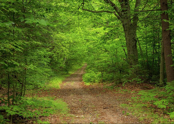Landscape Greeting Card featuring the photograph Woods trail by Thomas Miller