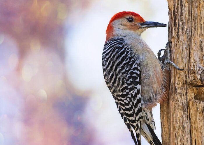 Red-bellied Woodpecker Greeting Card featuring the photograph Woody On Pink Bokeh by Bill and Linda Tiepelman