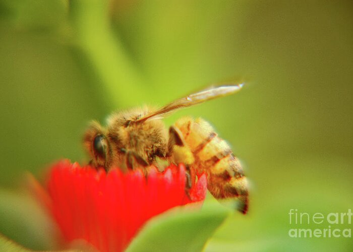 Macro Greeting Card featuring the photograph Worker bee by Micah May