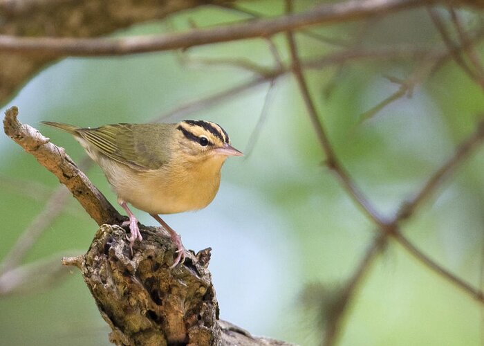 Bird Photos Greeting Card featuring the photograph Worm Eating Warbler by Jim E Johnson