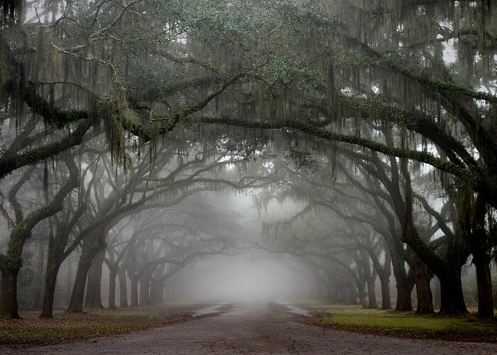 Savannah Greeting Card featuring the photograph Wormsloe by Greg Waters