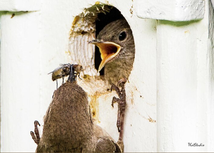 Baby Birds Greeting Card featuring the photograph Wren Breakfast by Tim Kathka