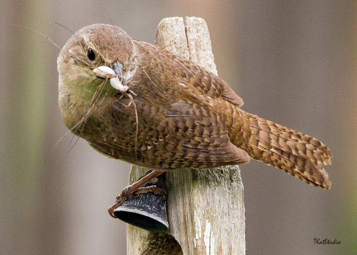 Baby Birds Greeting Card featuring the photograph Wren Ringing the Dinner Bell by Tim Kathka