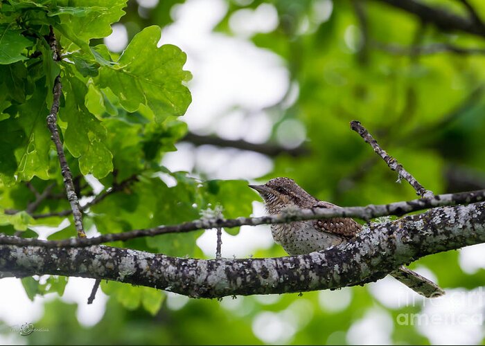 Wryneck Greeting Card featuring the photograph Wryneck by Torbjorn Swenelius