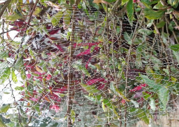 Spider Web Greeting Card featuring the photograph WWW by Michelle S White