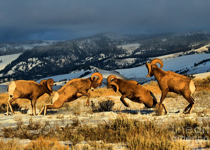 Bighorns Greeting Card featuring the photograph Wyoming Bighorn Brawl by Adam Jewell