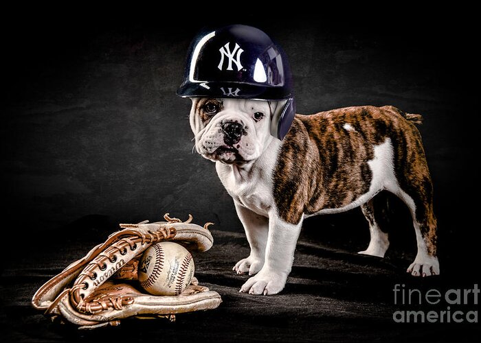Yankee Bulldog Greeting Card by Jt PhotoDesign