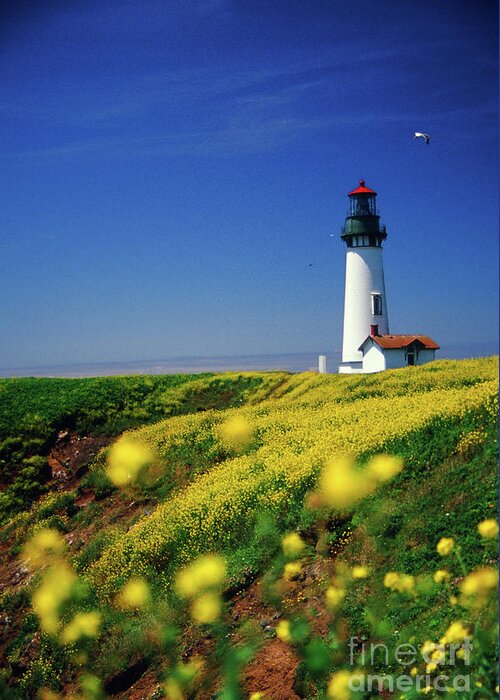 Images Greeting Card featuring the photograph Yaquina Head Lighthouse- v2 by Rick Bures