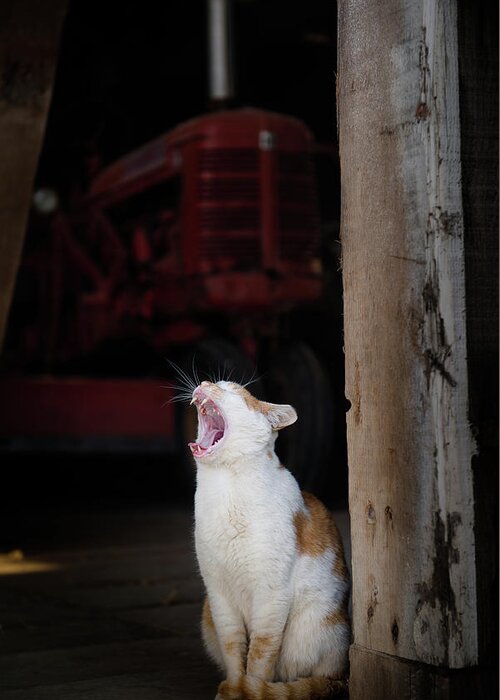 Animals Greeting Card featuring the photograph Yawning Barn Cat and Tractor by Dennis Dame