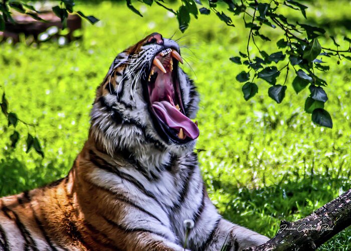 Bengal Tiger Greeting Card featuring the photograph Yawning Tiger by Joann Copeland-Paul