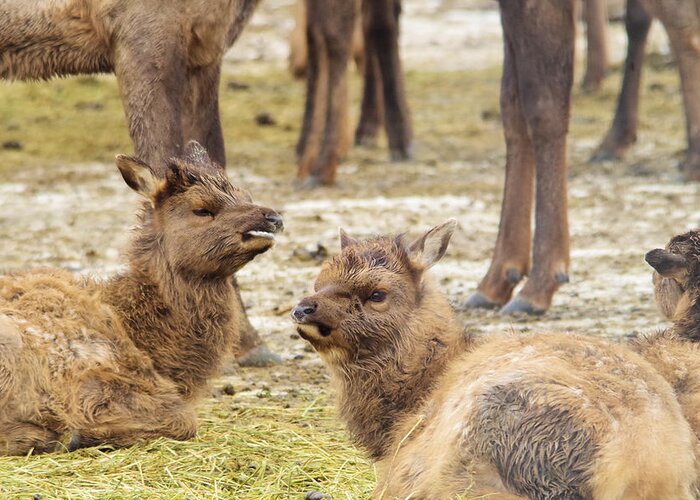 Two Young Elk Greeting Card featuring the photograph Yearlings by Jeff Swan