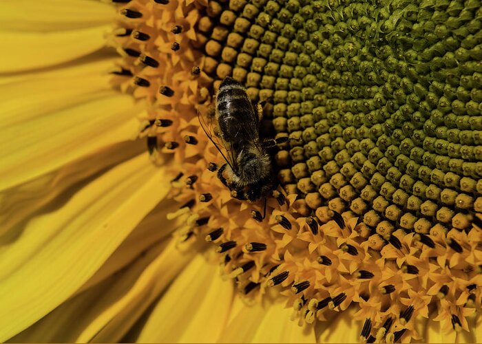 Winterpacht Greeting Card featuring the photograph Yellow and Black by Miguel Winterpacht