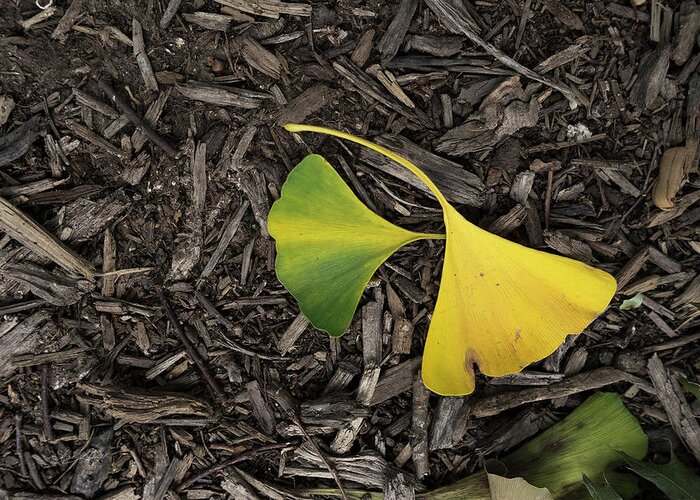 Ginkgo Leaves Divided Greeting Card featuring the photograph Yellow and Green Gingko by Sharon Popek
