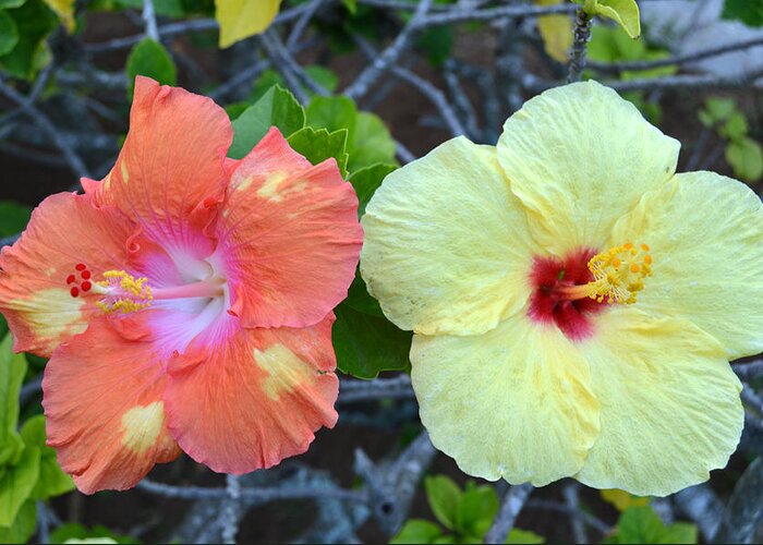 Flower Greeting Card featuring the photograph Yellow and Orange Hibiscus Flowers by Amy Fose