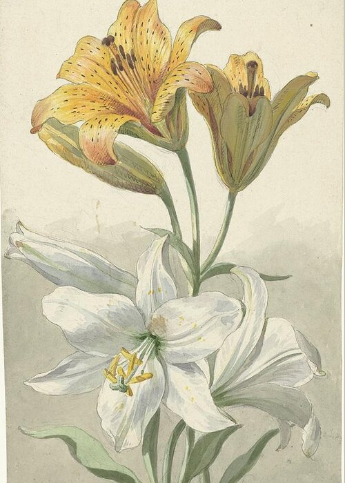 Yellow And White Lilies Greeting Card featuring the painting Yellow and White Lilies by Willem van