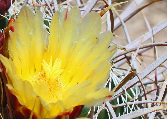 Wall Art Greeting Card featuring the photograph Yellow Barrel Cactus Flower by Kelly Holm