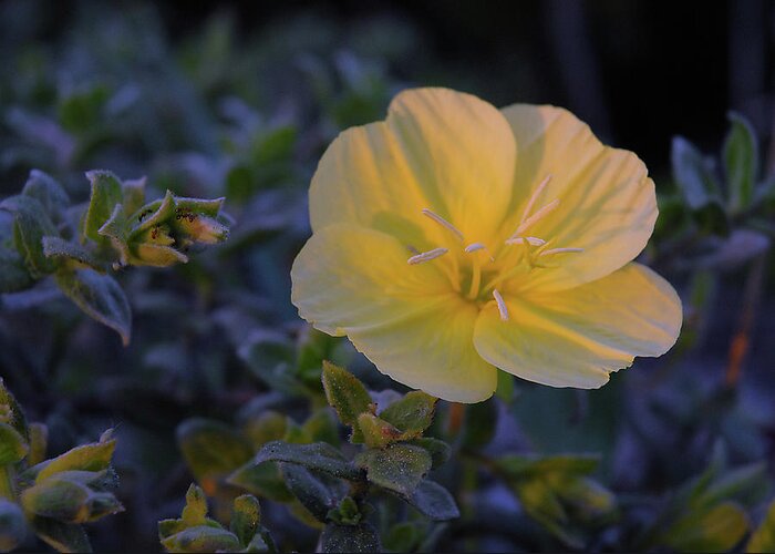 Yellow Greeting Card featuring the photograph Yellow Beach Evening Primrose by Marie Hicks