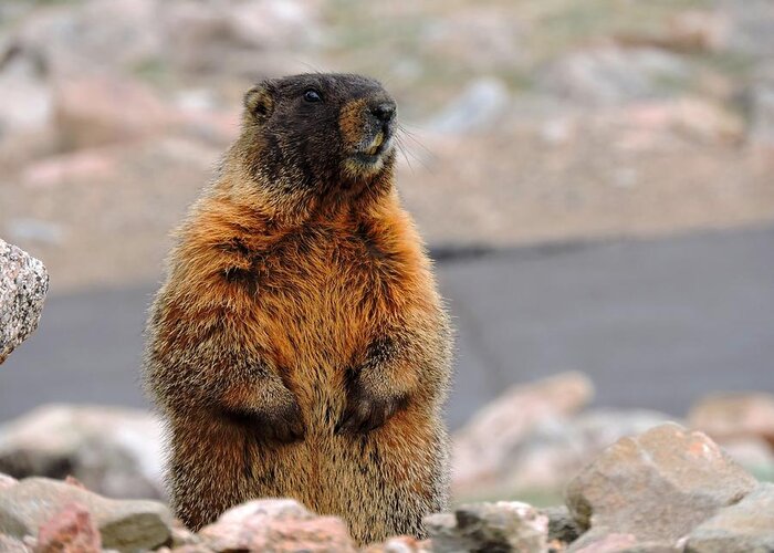 Marmot Greeting Card featuring the photograph Yellow-bellied Marmot by Connor Beekman