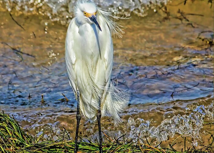 Snowy Egret Greeting Card featuring the photograph Yellow Boots by HH Photography of Florida