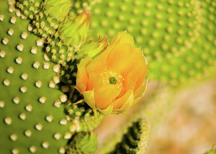 Flowers Greeting Card featuring the photograph Yellow Cactus Flower by Bill Barber