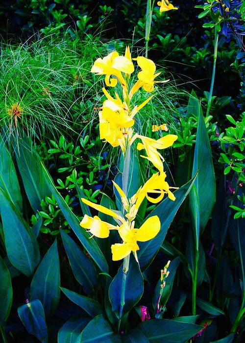 Canna Lily Flowers Epcot Disney Greeting Card featuring the photograph Yellow Canna by Bennett Thompson