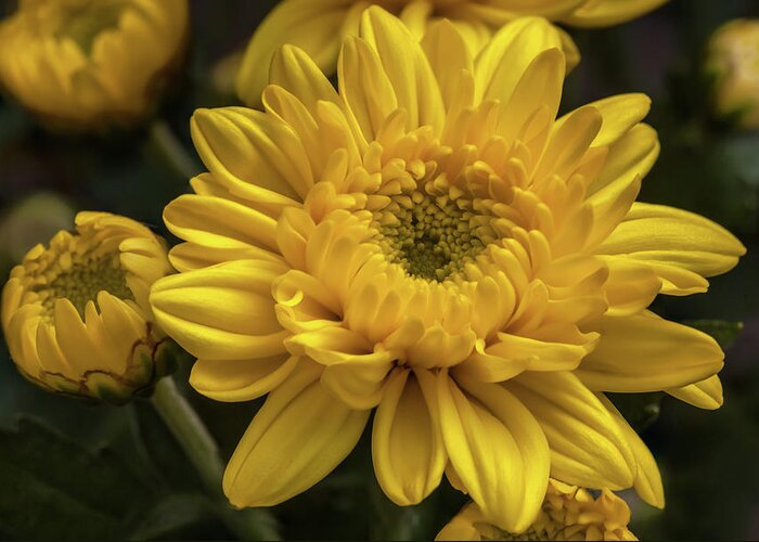 Flower Greeting Card featuring the photograph Yellow chrysanthemum flower by Tim Abeln